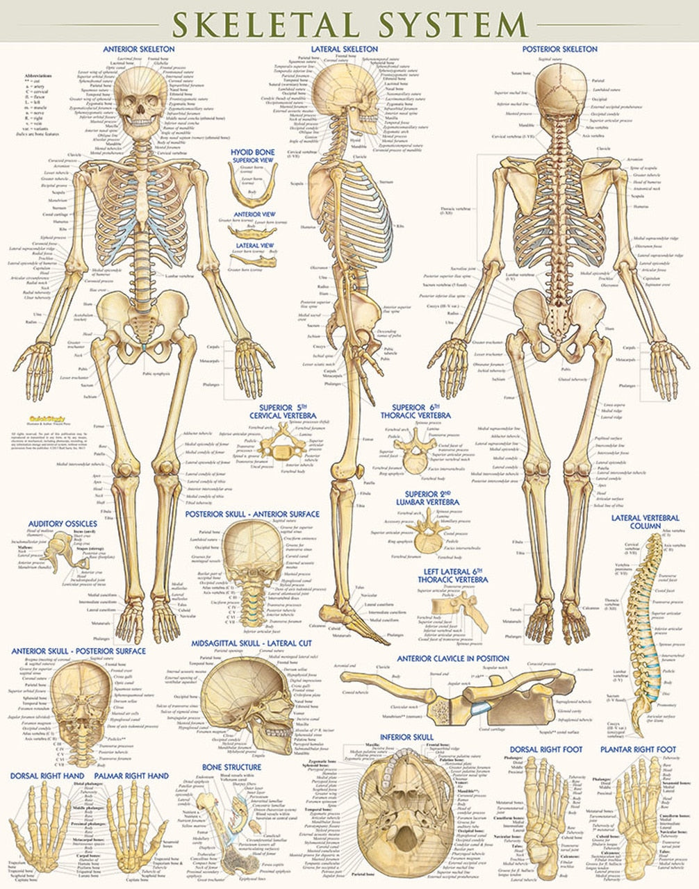 Laminated Skeletal System Poster by BarCharts
