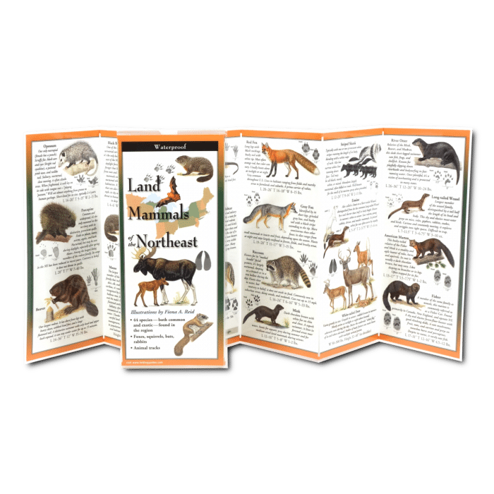 Land Mammals of the Northeast by Earth Sky Water 1