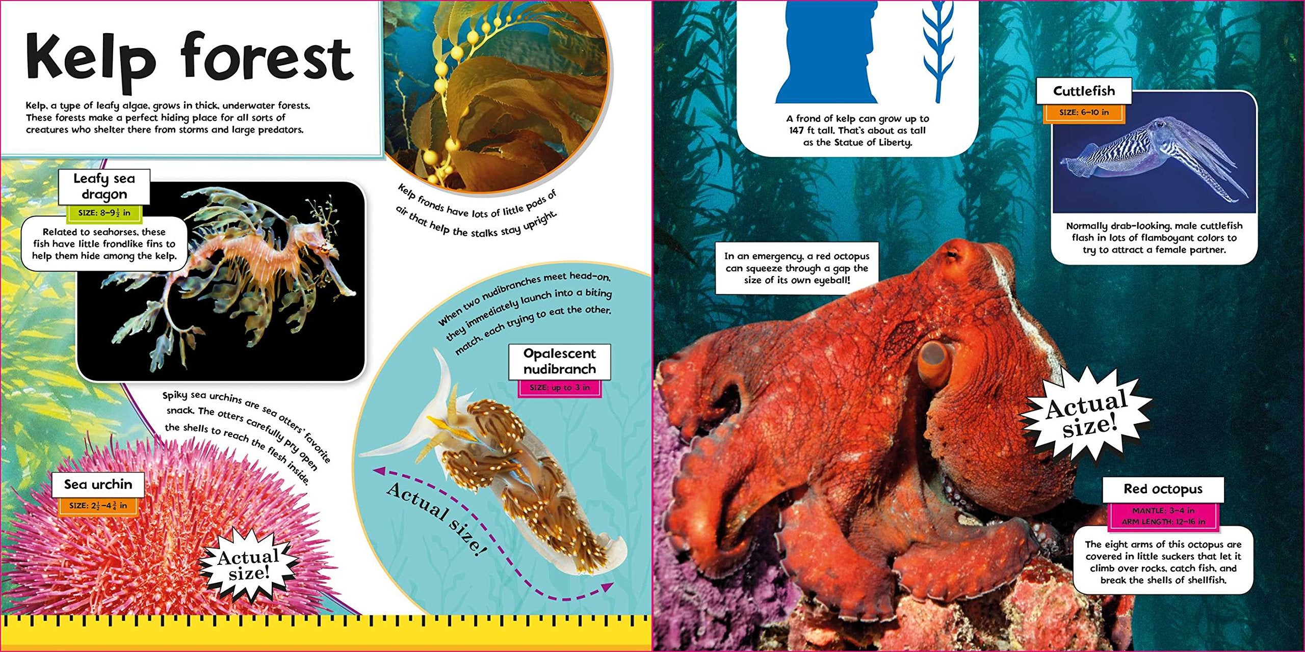 Life Size Ocean Animals by House of Marbles 2