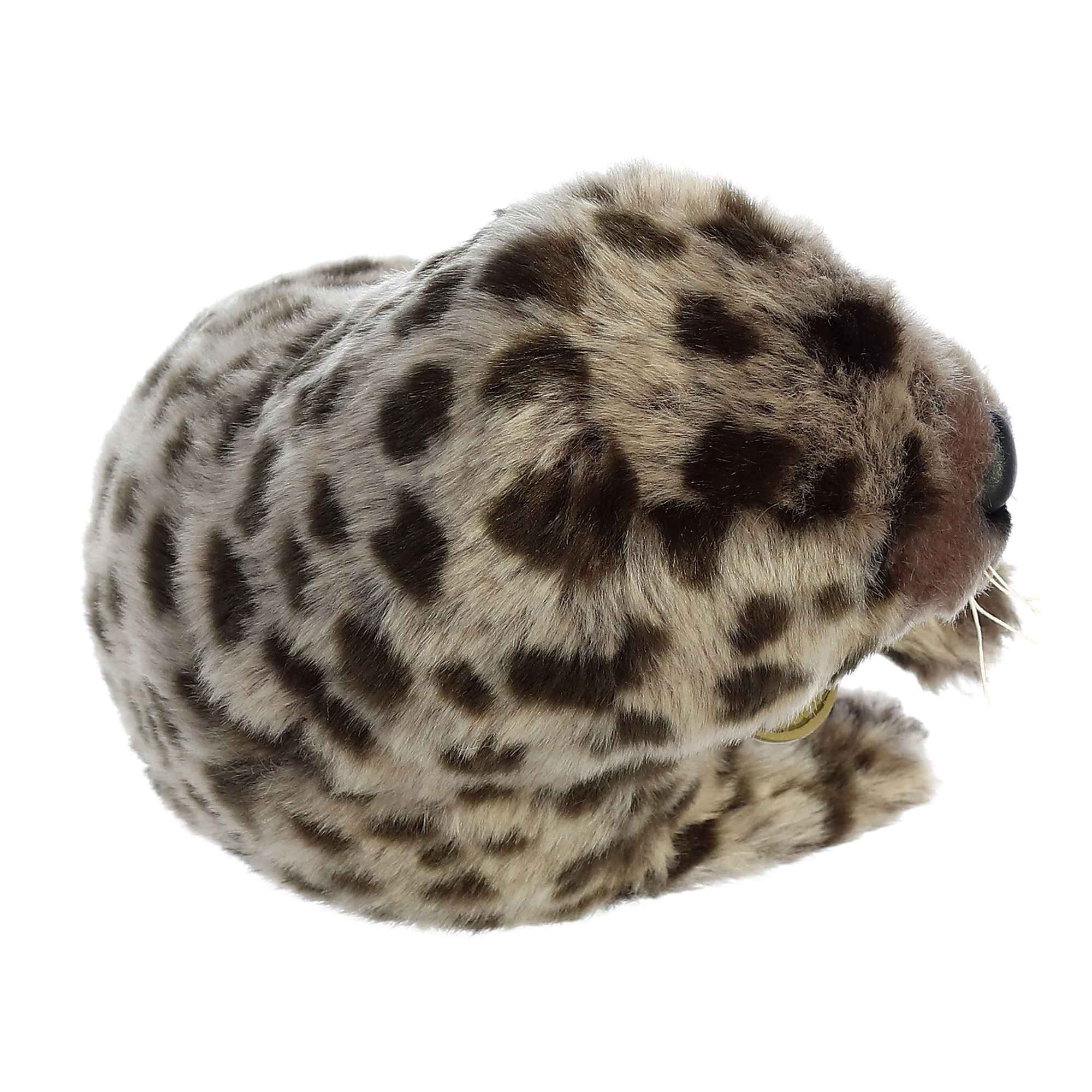 Miyoni Harbor Seal 11 by Aurora 2