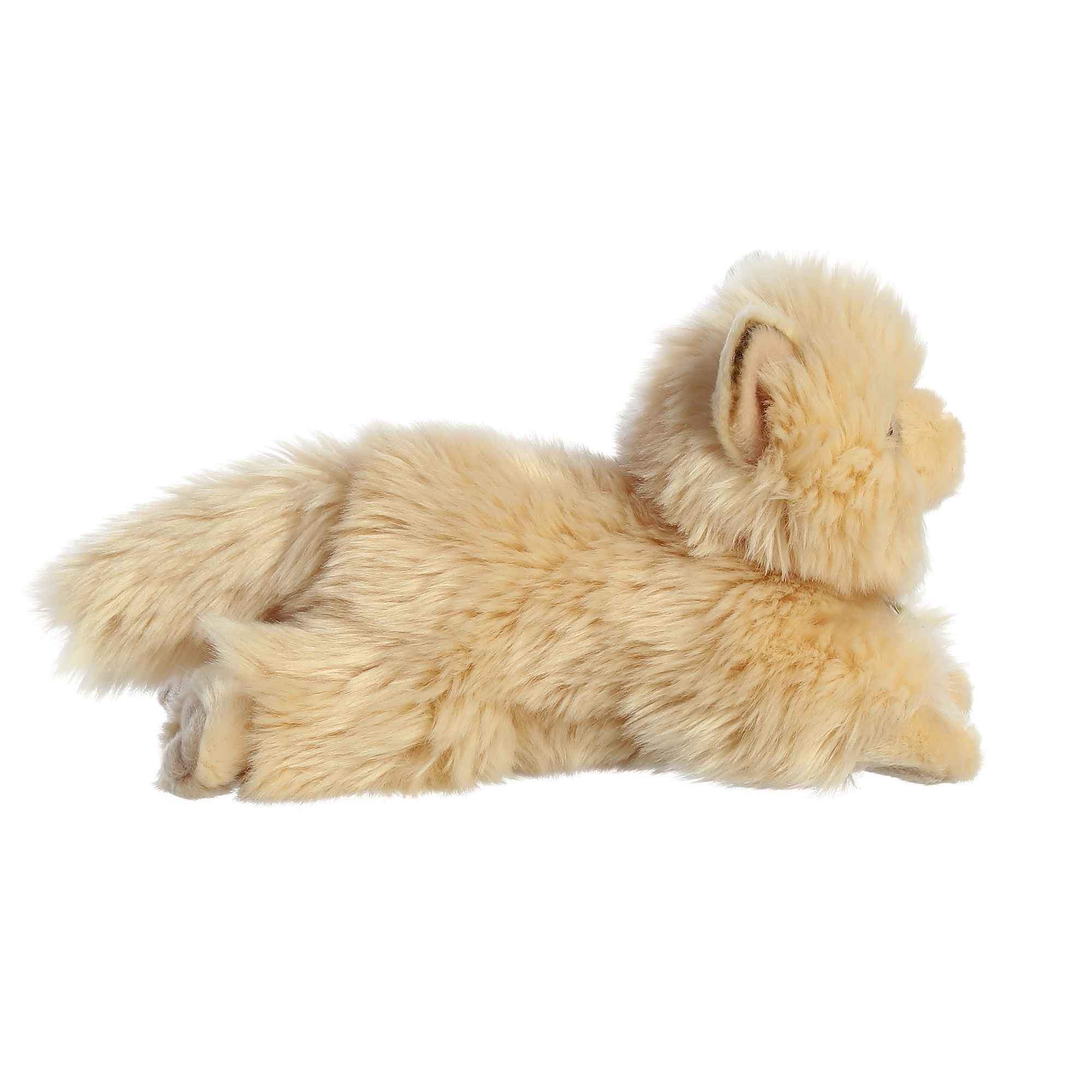 Miyoni Persian Cat 85 by Aurora 2