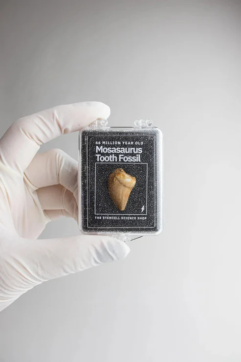 Mosasaurus Tooth-by-Stemcell Science