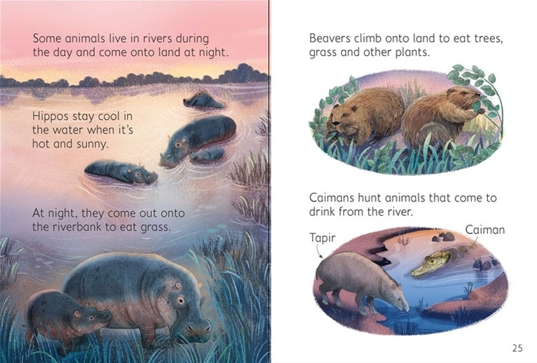 Night Day Animals Usborne Beginners by Usborne 3