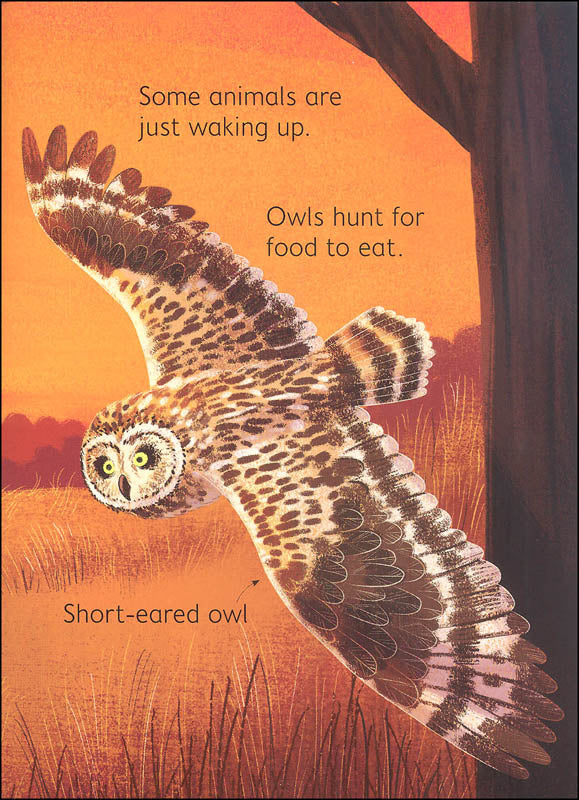 Night Day Animals Usborne Beginners by Usborne 5