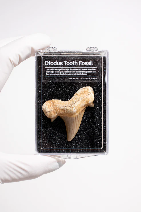 Otodus Tooth Fossil-by-Stemcell Science