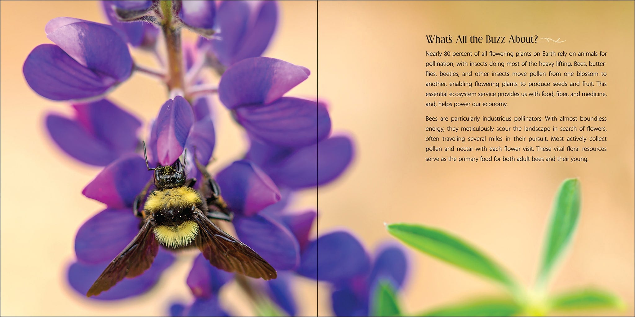 Our Love of Bees by Adventure Publications 2
