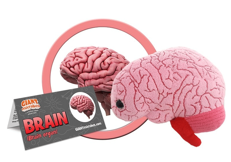 Plush Brain by Giant Microbes