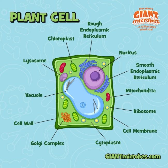 Plush Plant Cell by Giant Microbes 2