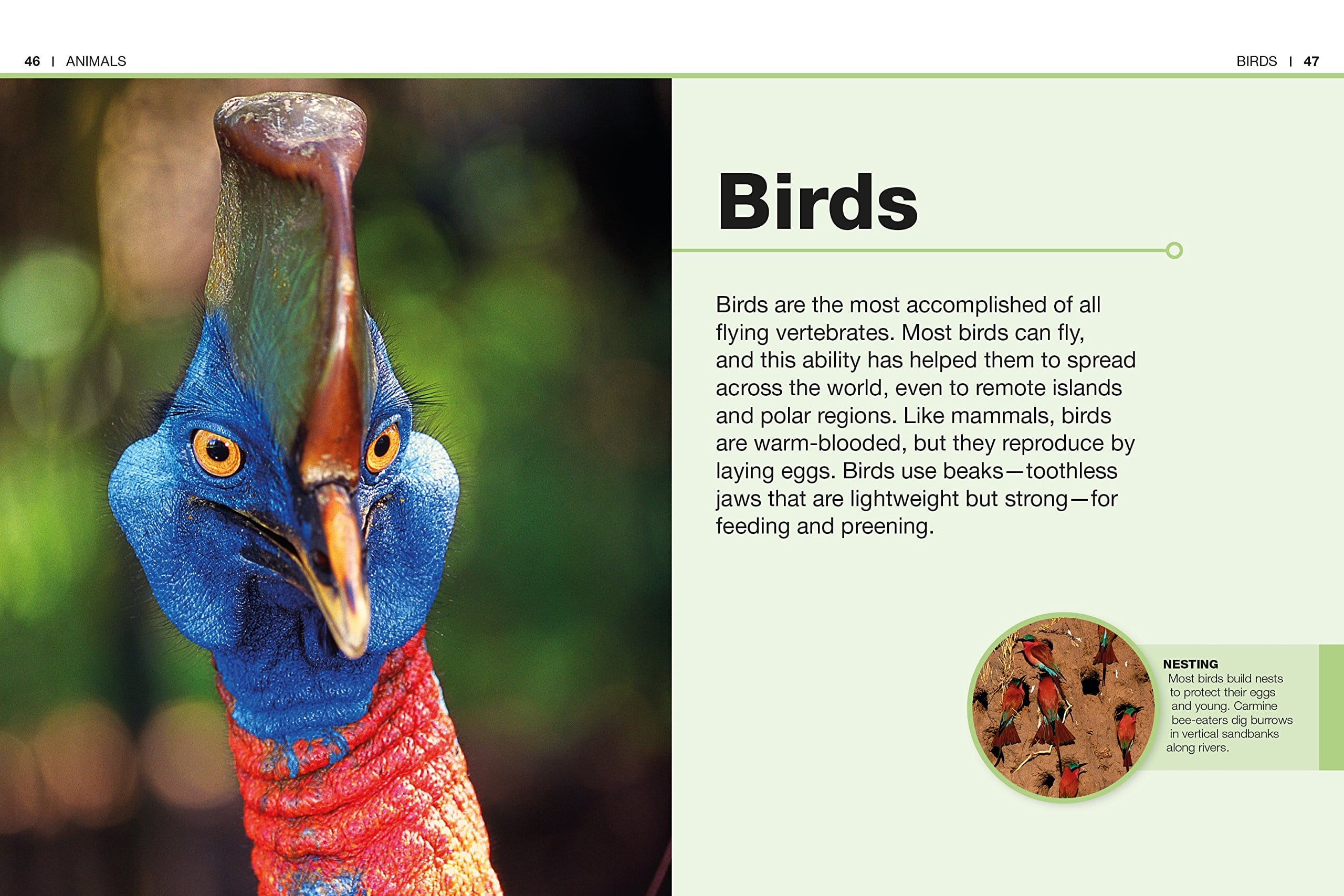 Pocket Genius Animals Facts at Your Fingertips by Dorling Kindersley 1