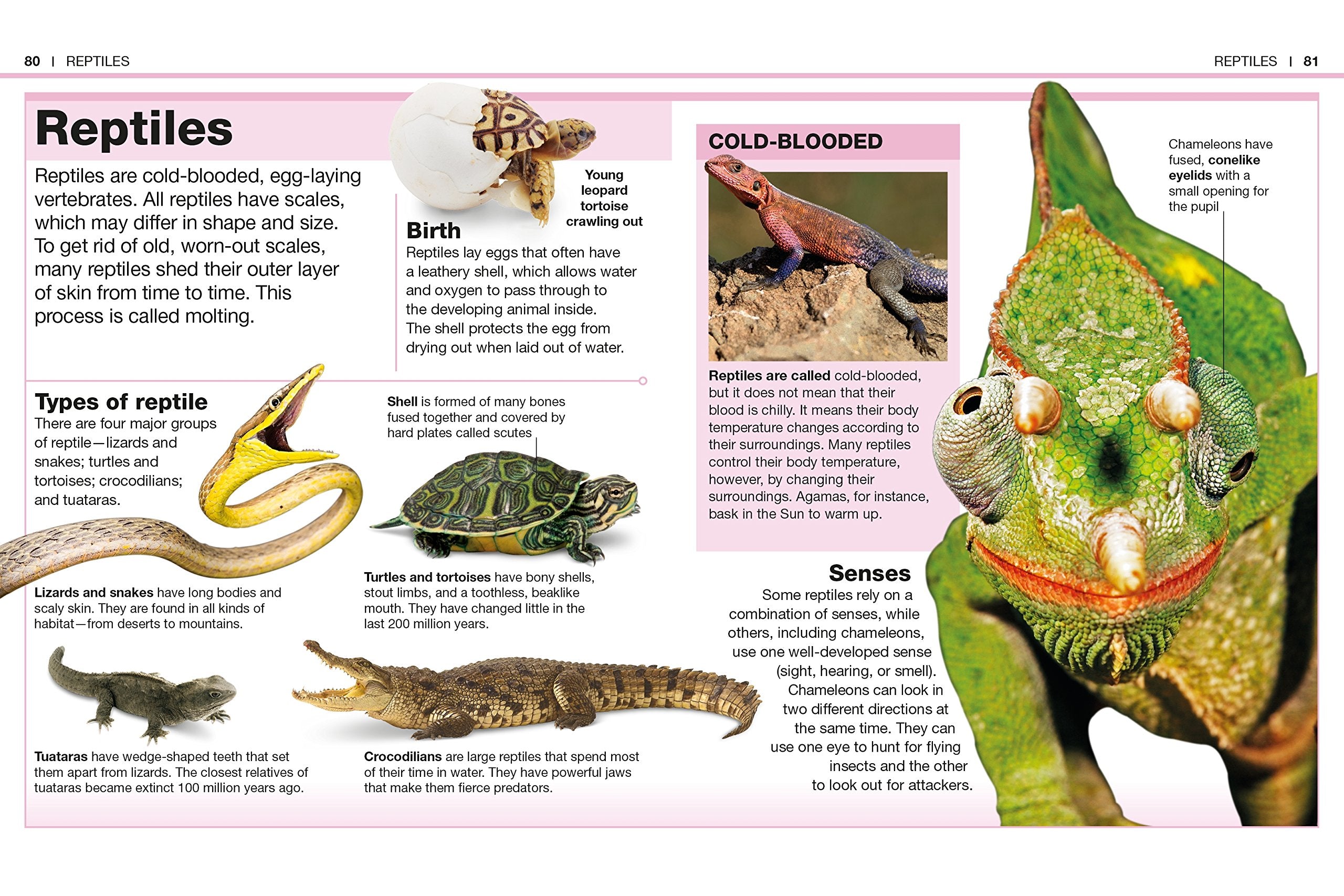 Pocket Genius Animals Facts at Your Fingertips by Dorling Kindersley 2
