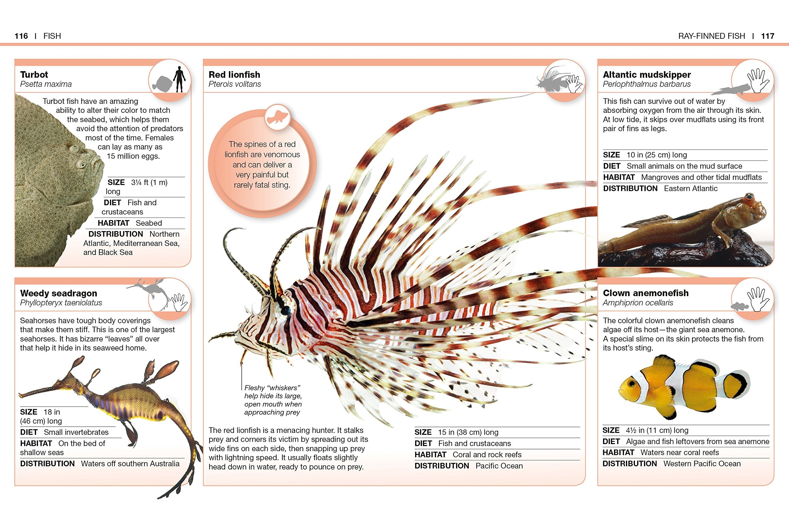 Pocket Genius Animals Facts at Your Fingertips by Dorling Kindersley 4