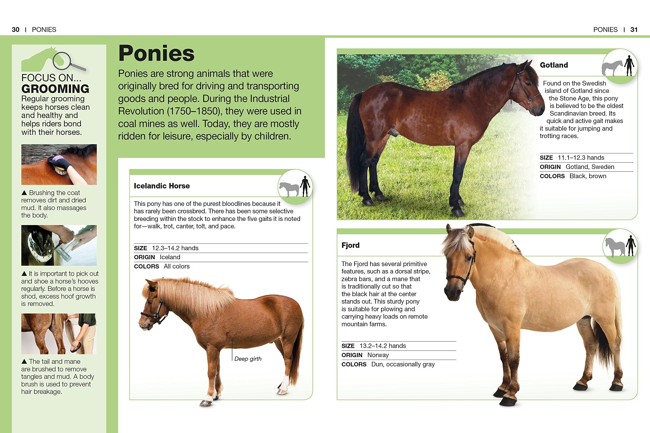 Pocket Genius Horses by Dorling Kindersley 2