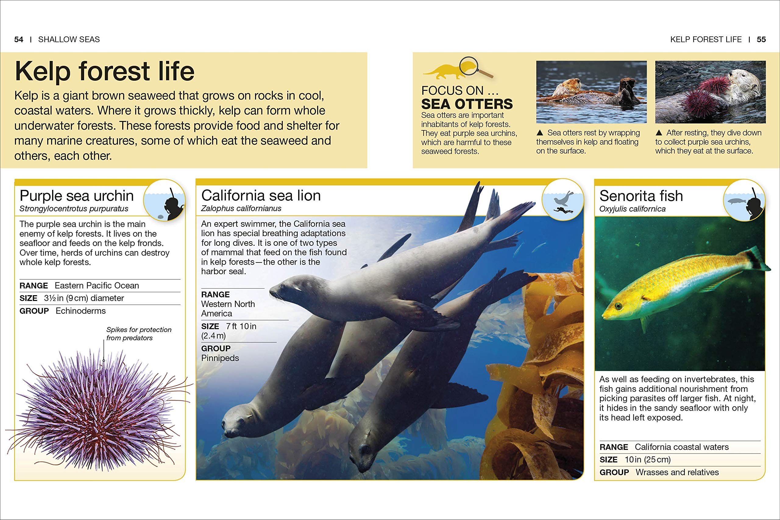 Pocket Genius Ocean by Dorling Kindersley 3