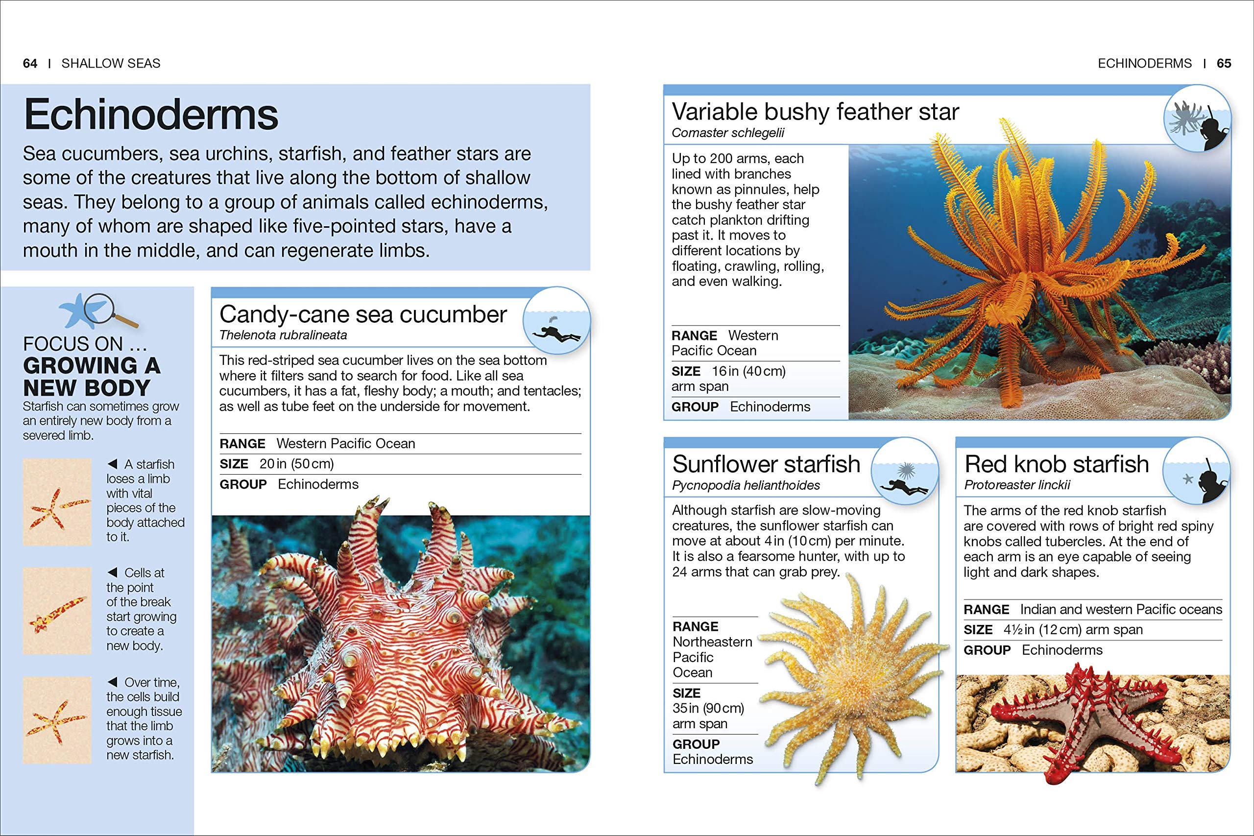 Pocket Genius Ocean by Dorling Kindersley 4