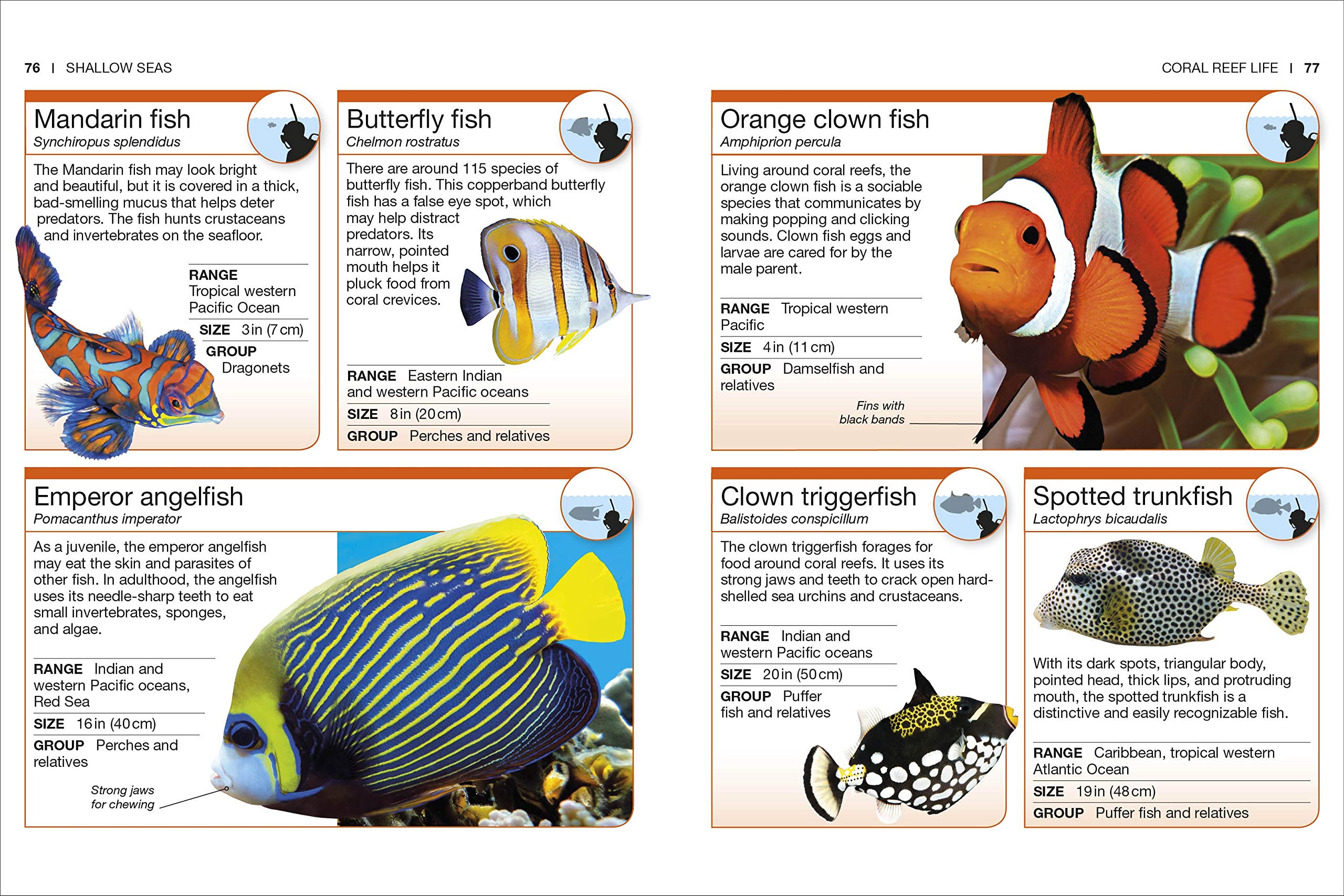 Pocket Genius Ocean by Dorling Kindersley 5