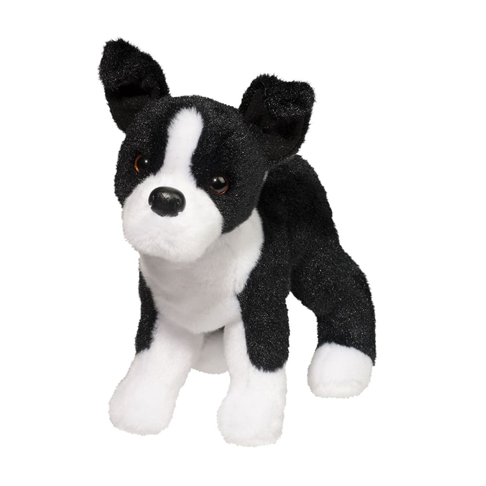 Quincy Boston Terrier 8 by Douglas
