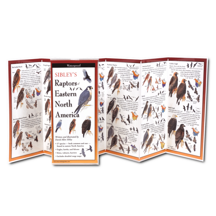 Raptors of Eastern North America by Earth Sky Water 1