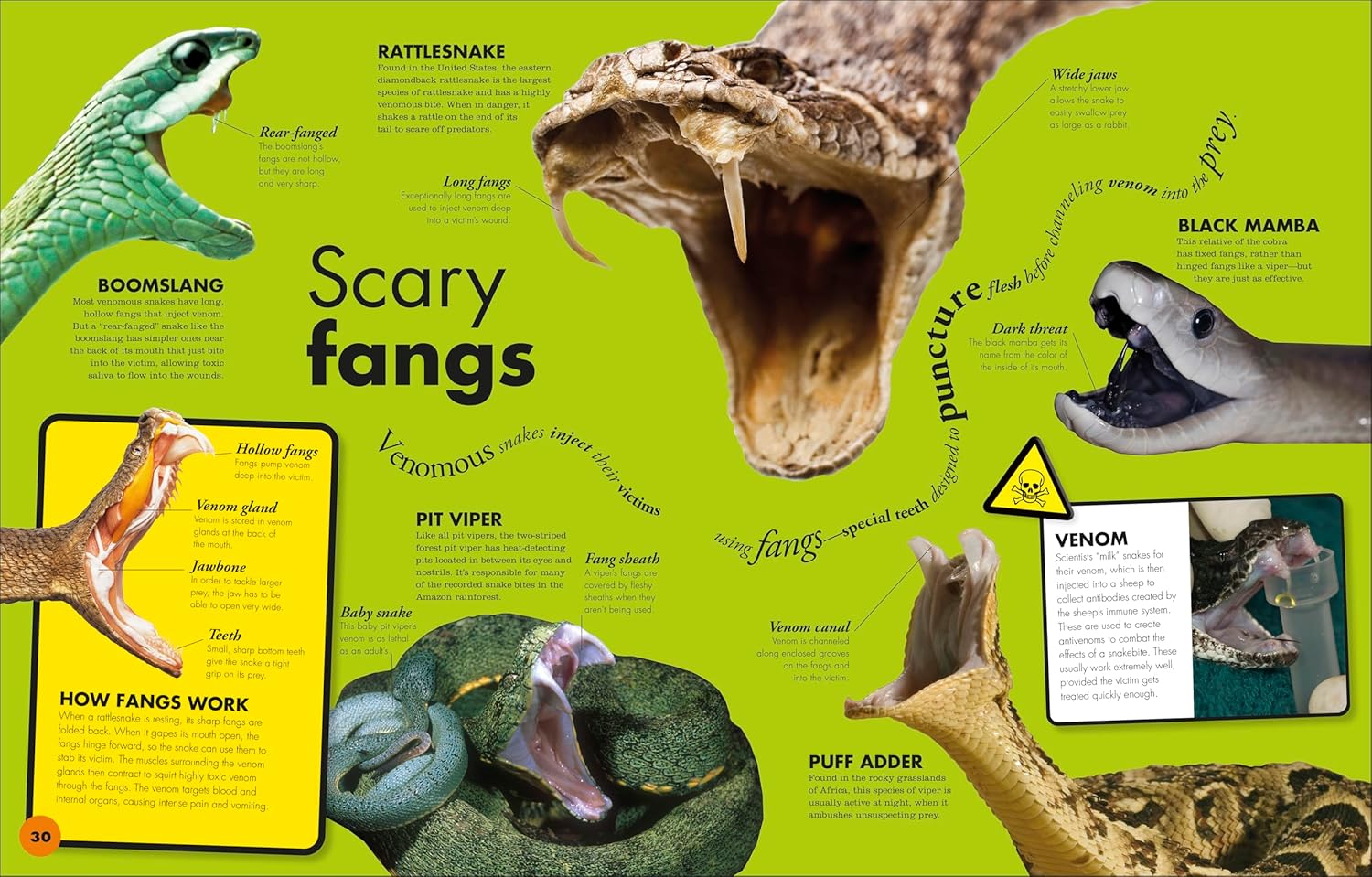 Everything You Need to Know About Snakes: And Other Scaly Reptiles by DK Publishing