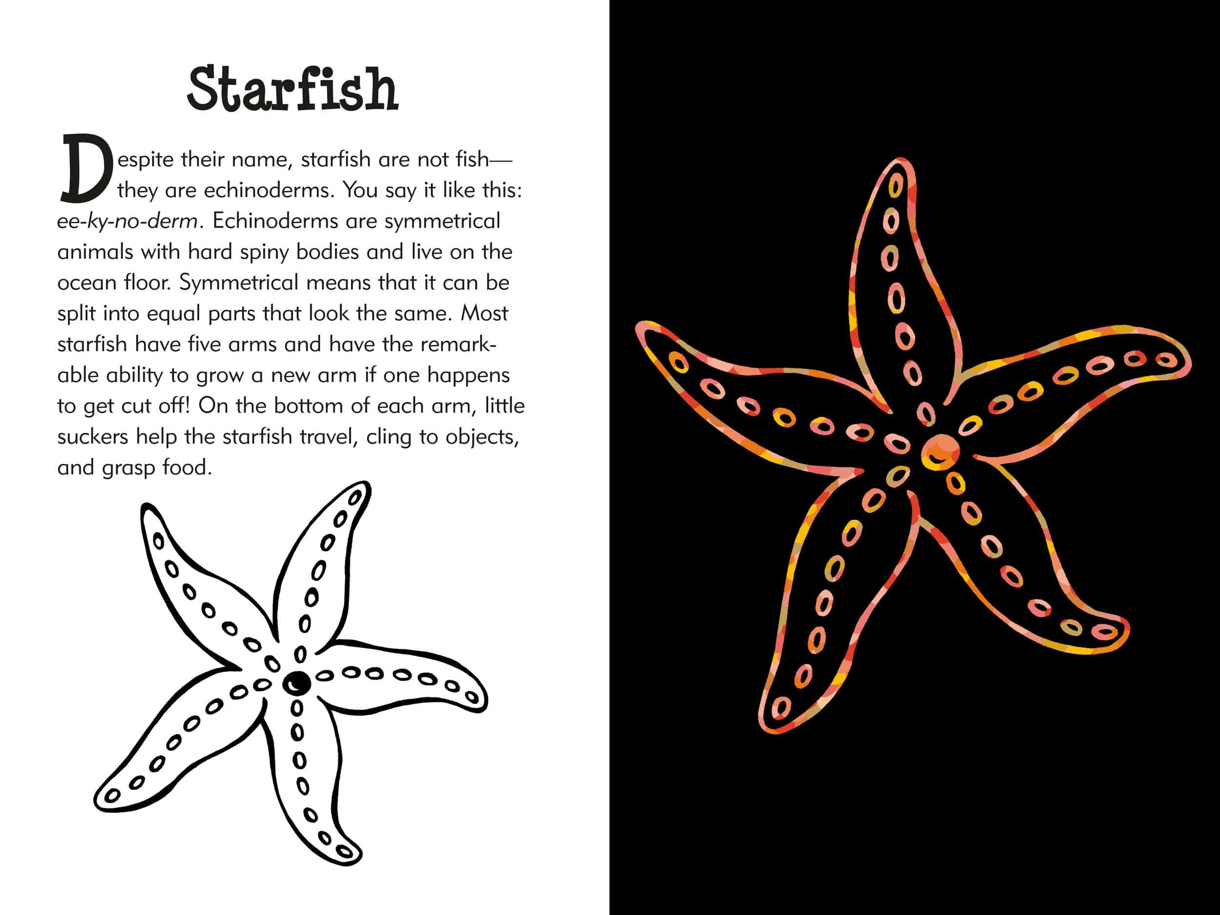 Scratch and Sketch Under the Sea by Peter Pauper Press 2