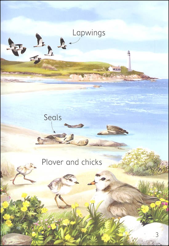 Seashore Usborne Beginners by Usborne 2