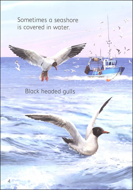 Seashore Usborne Beginners by Usborne 3