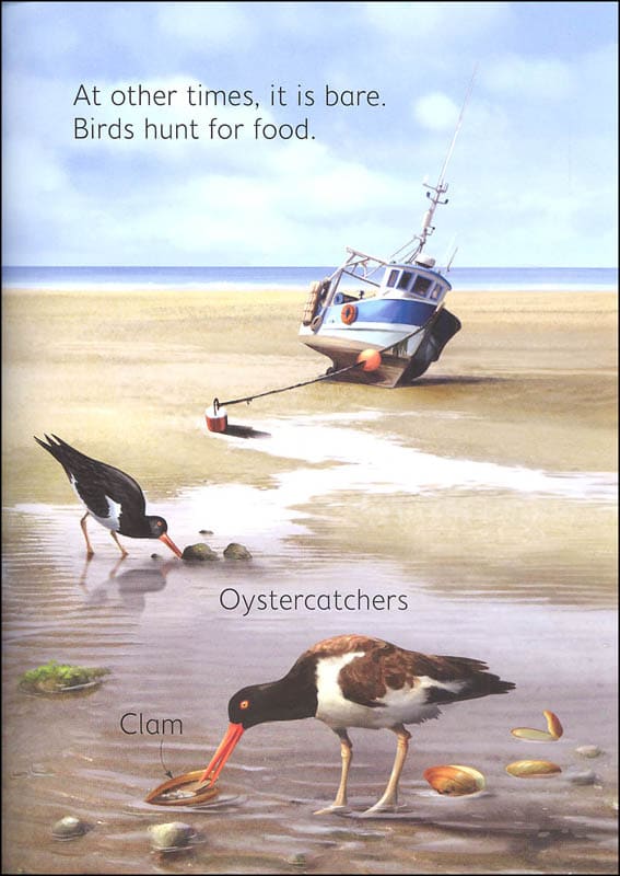 Seashore Usborne Beginners by Usborne 4