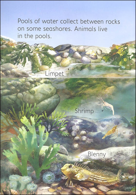 Seashore Usborne Beginners by Usborne 5