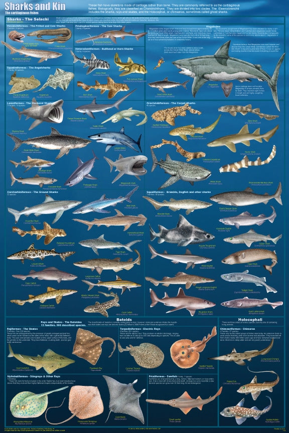 Sharks and Kin Laminated Poster by Feenixx