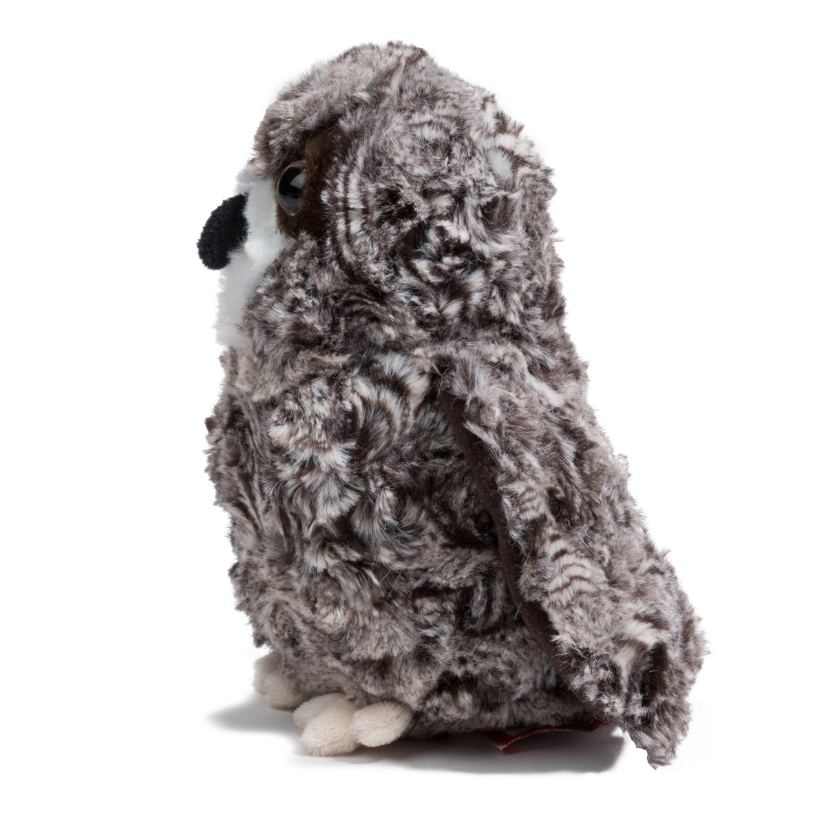 Shrill Saw Whet Owl 7 by Douglas 2