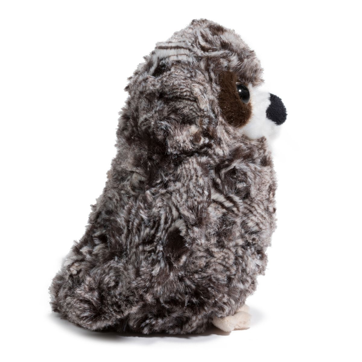 Shrill Saw Whet Owl 7 by Douglas 4