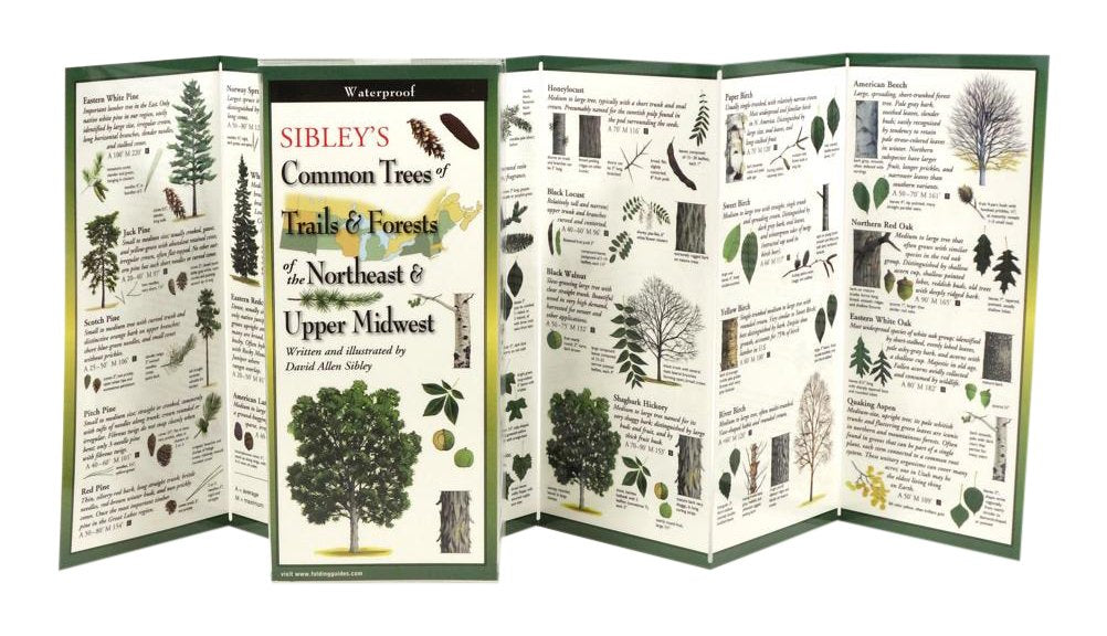 Sibleys Common Trees of Trails Forests of the Northeast Upper Midwest Folding Guide by Earth Sky Water 1
