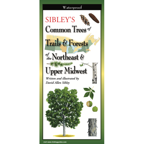 Sibleys Common Trees of Trails Forests of the Northeast Upper Midwest Folding Guide by Earth Sky Water
