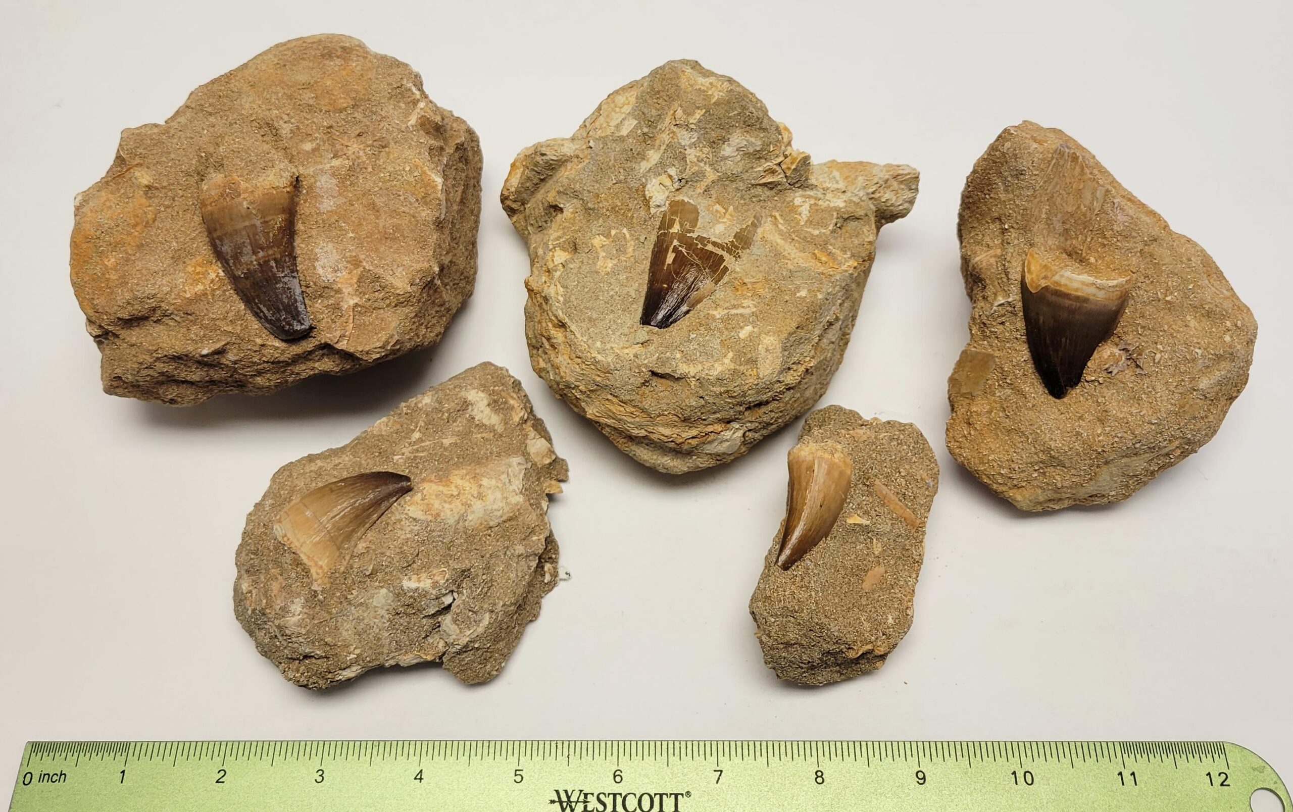 Single Mososaurus Tooth Fossil in Matrix-by-Pikes Peak