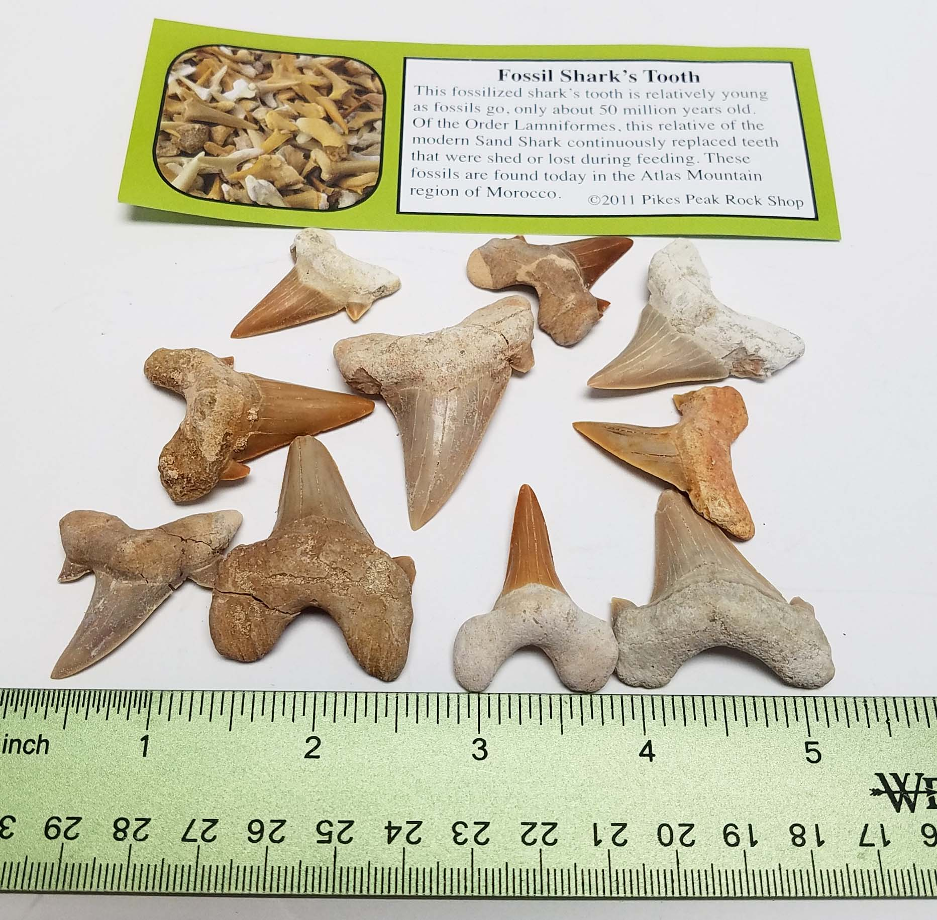 Single Shark Tooth-by-Pikes Peak