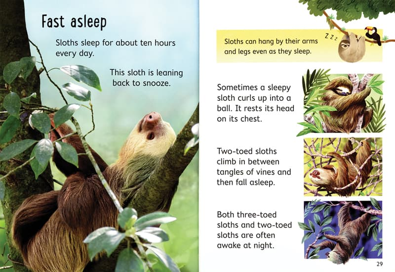 Sloths Usborne Beginners by Usborne 2