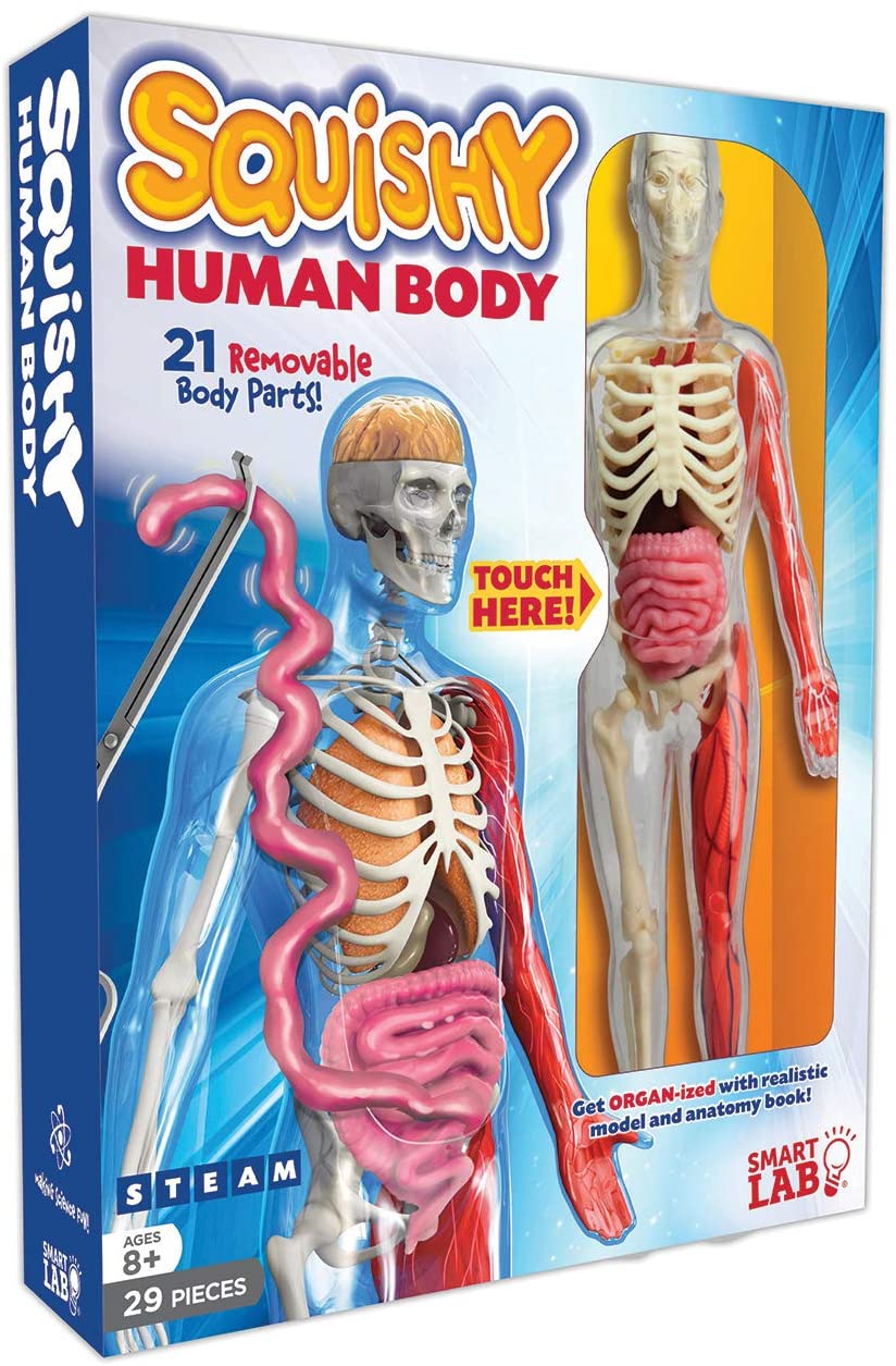 Squishy Human Body – A2Z Science & Toys