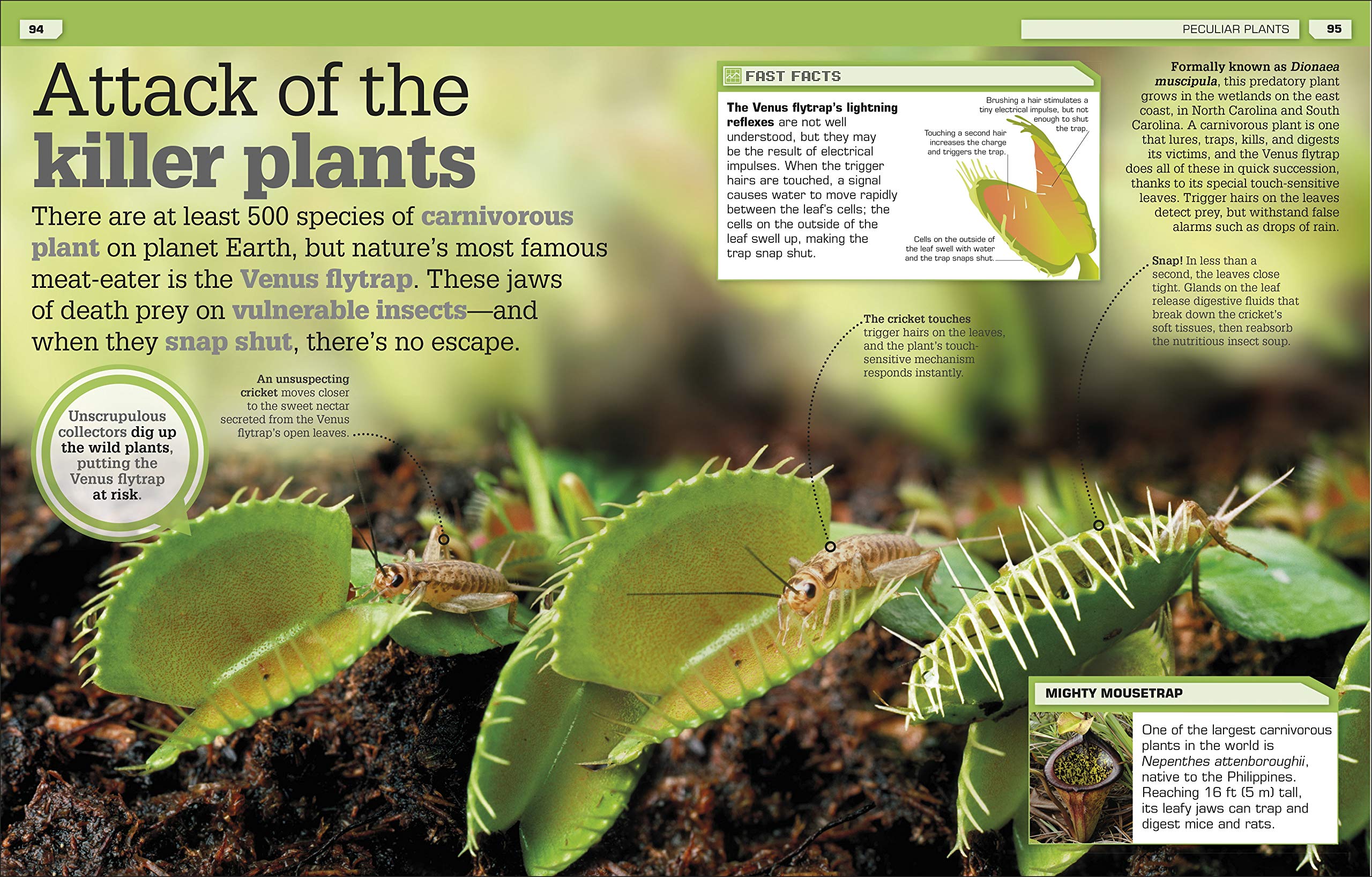 Strange But True Our Weird Wild Wonderful World by Dorling Kindersley 6