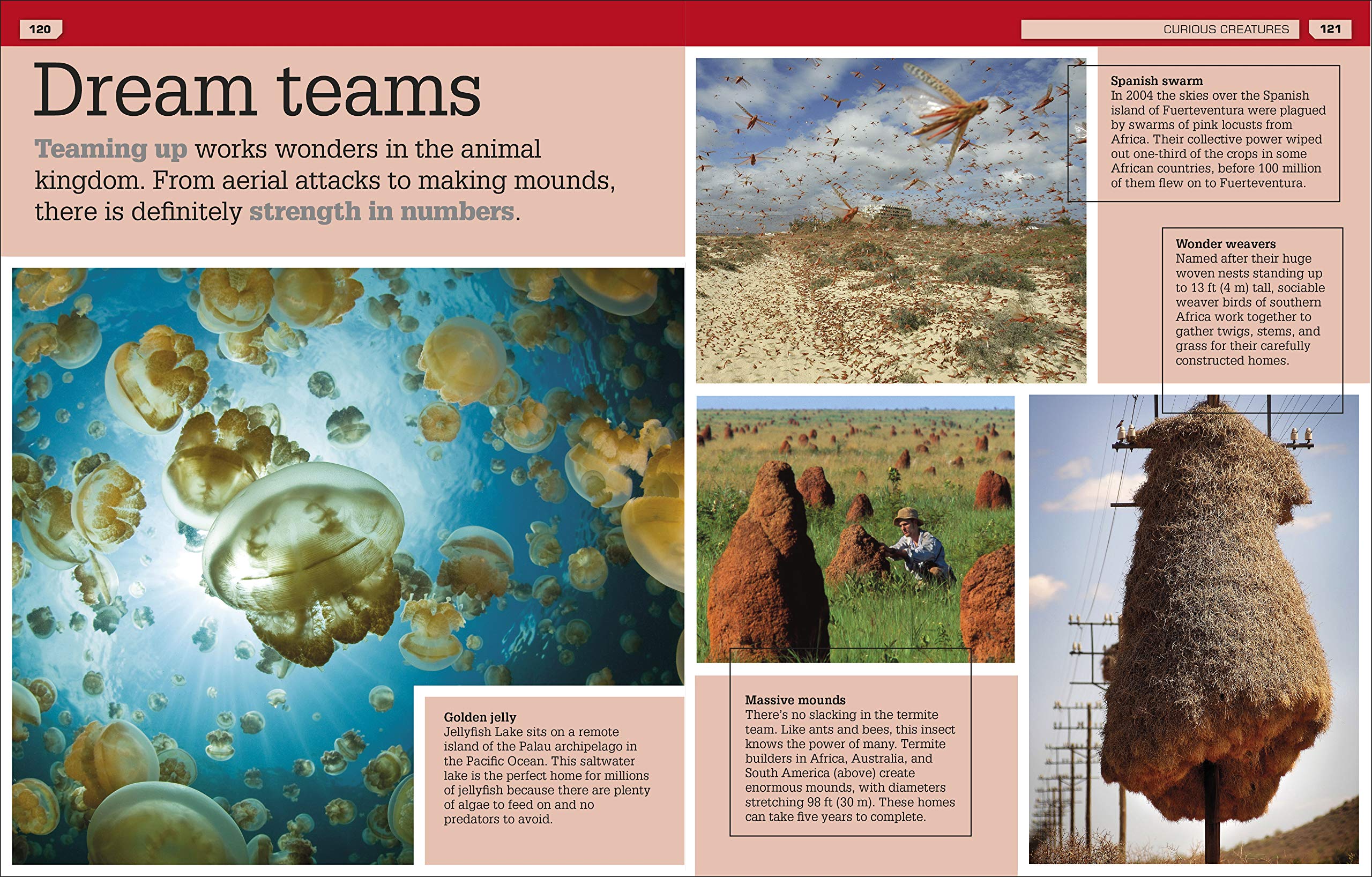 Strange But True Our Weird Wild Wonderful World by Dorling Kindersley 7