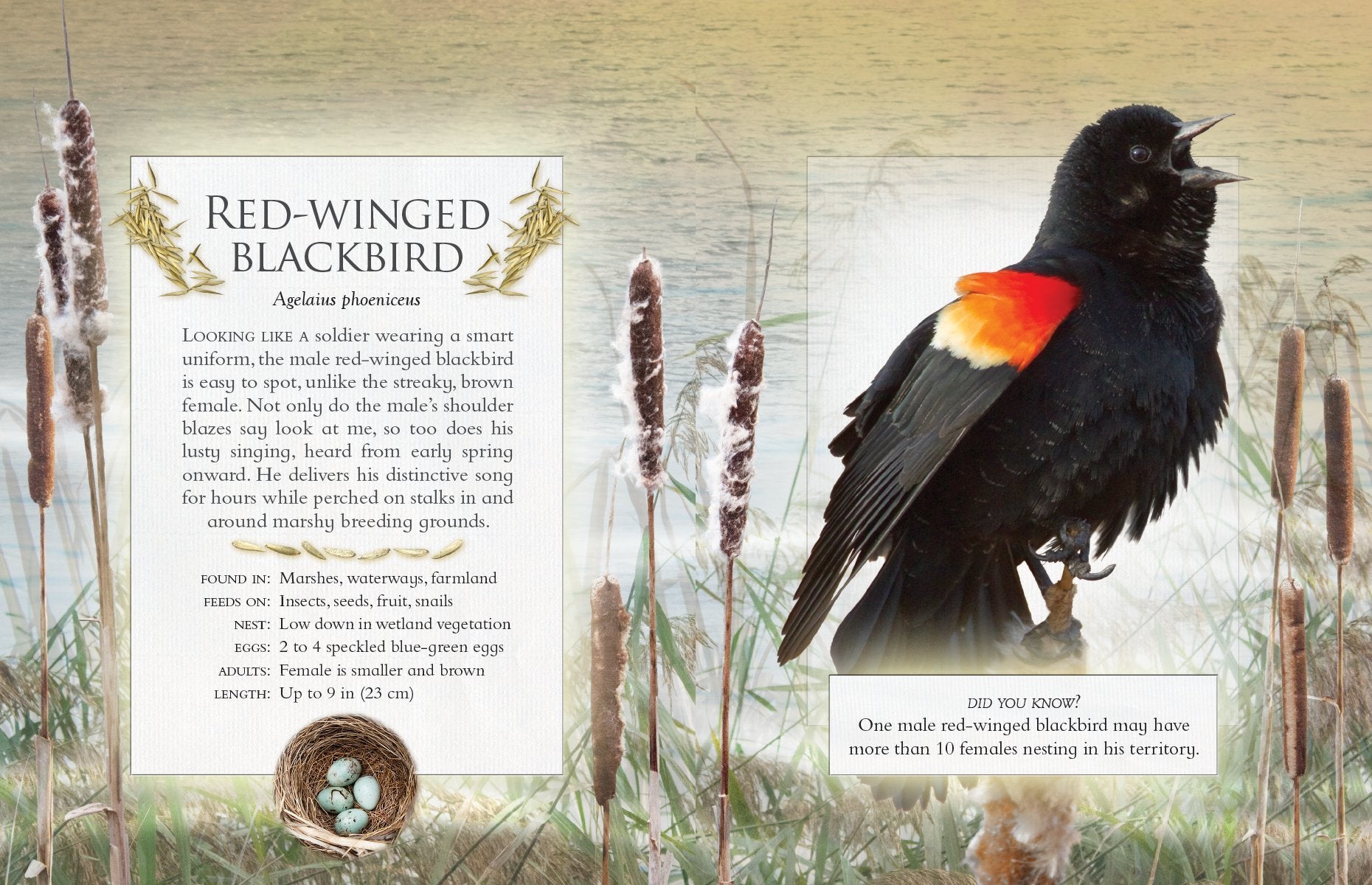 The Little Book of Backyard Bird Songs by Firefly Books 1