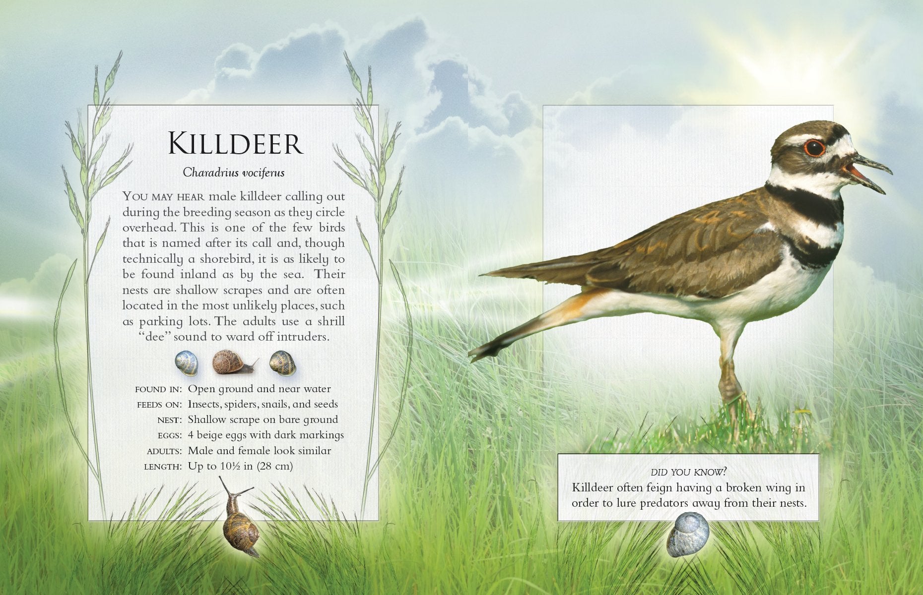 The Little Book of Backyard Bird Songs by Firefly Books 2