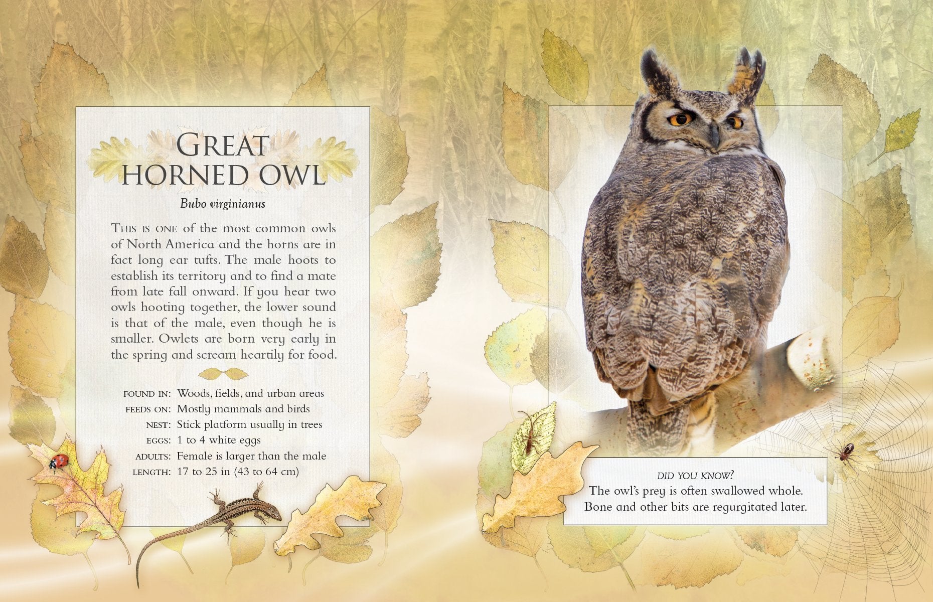 The Little Book of Backyard Bird Songs by Firefly Books 3