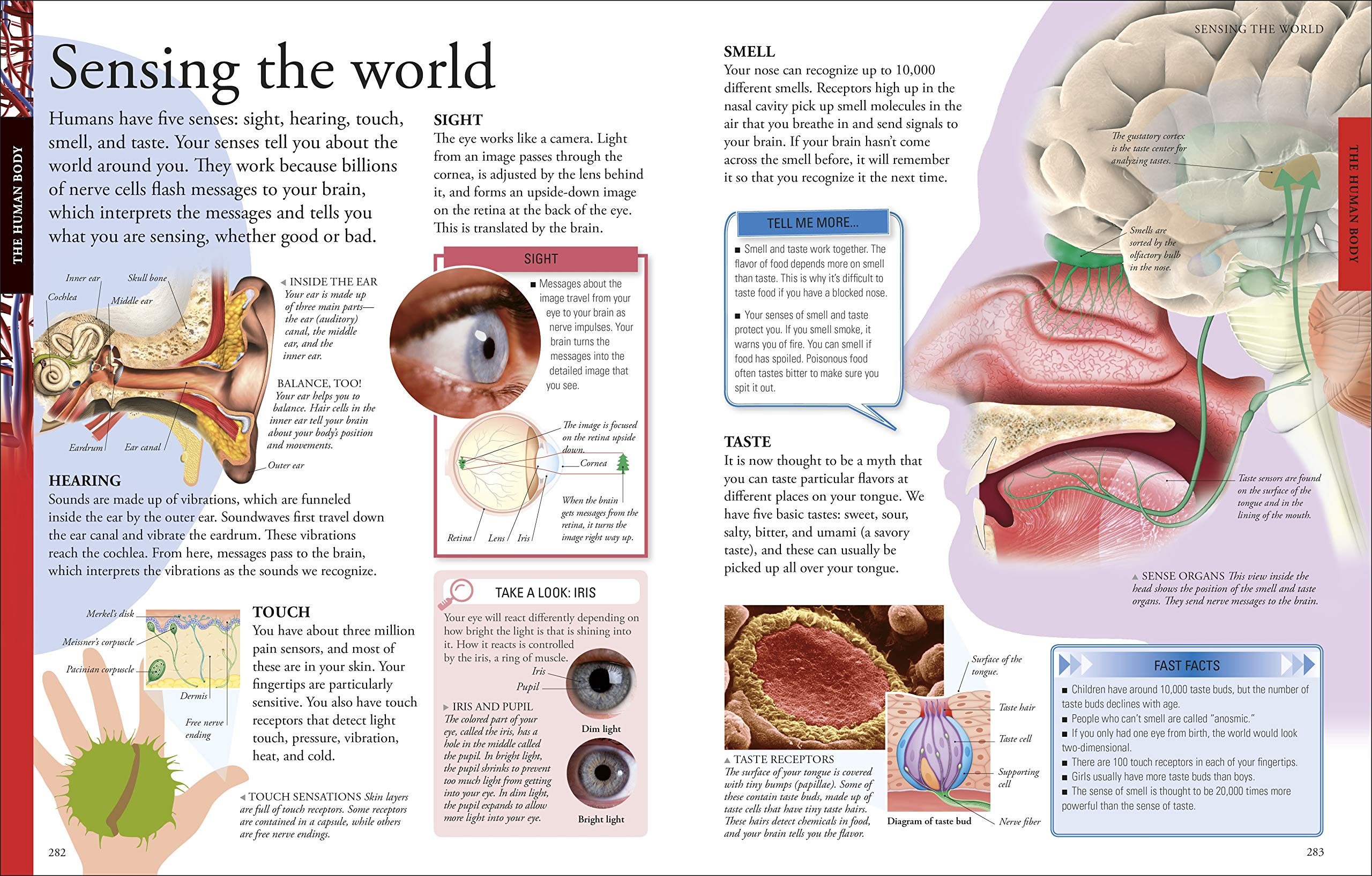 The New Childrens Encyclopedia by Dorling Kindersley 8