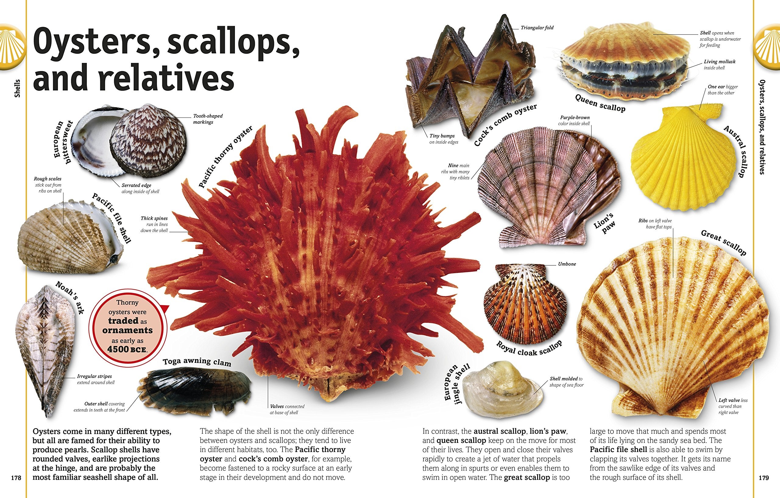 The Rock and Gem Book And Other Treasures of the Natural World by Dorling Kindersley 4