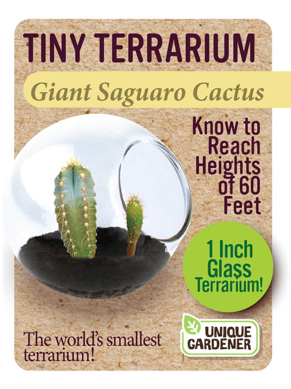 Tiny Terrarium Cactus by Dunecraft 3