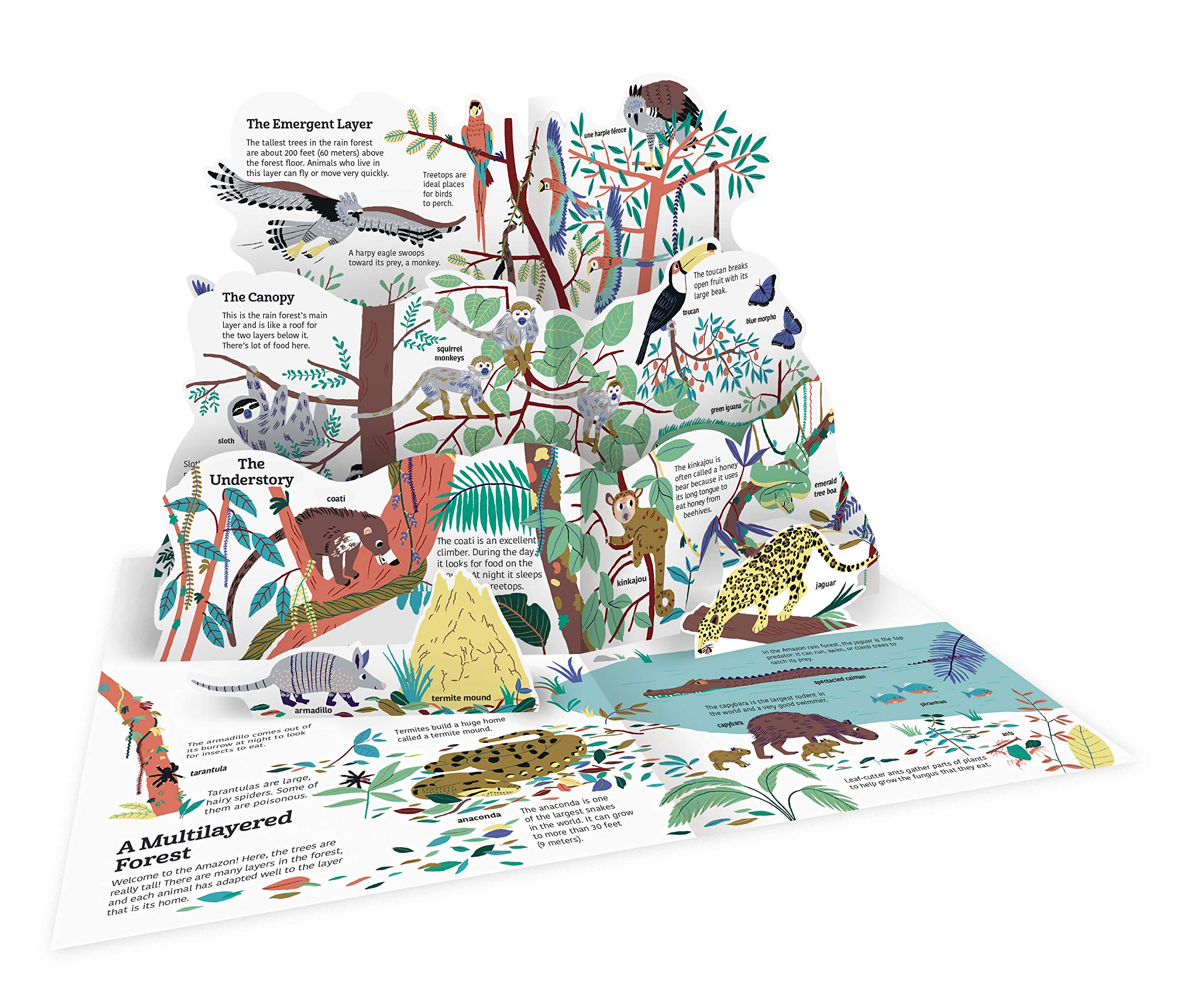 Ultimate Spotlight Rain Forest Animals by Chronicle Books 1