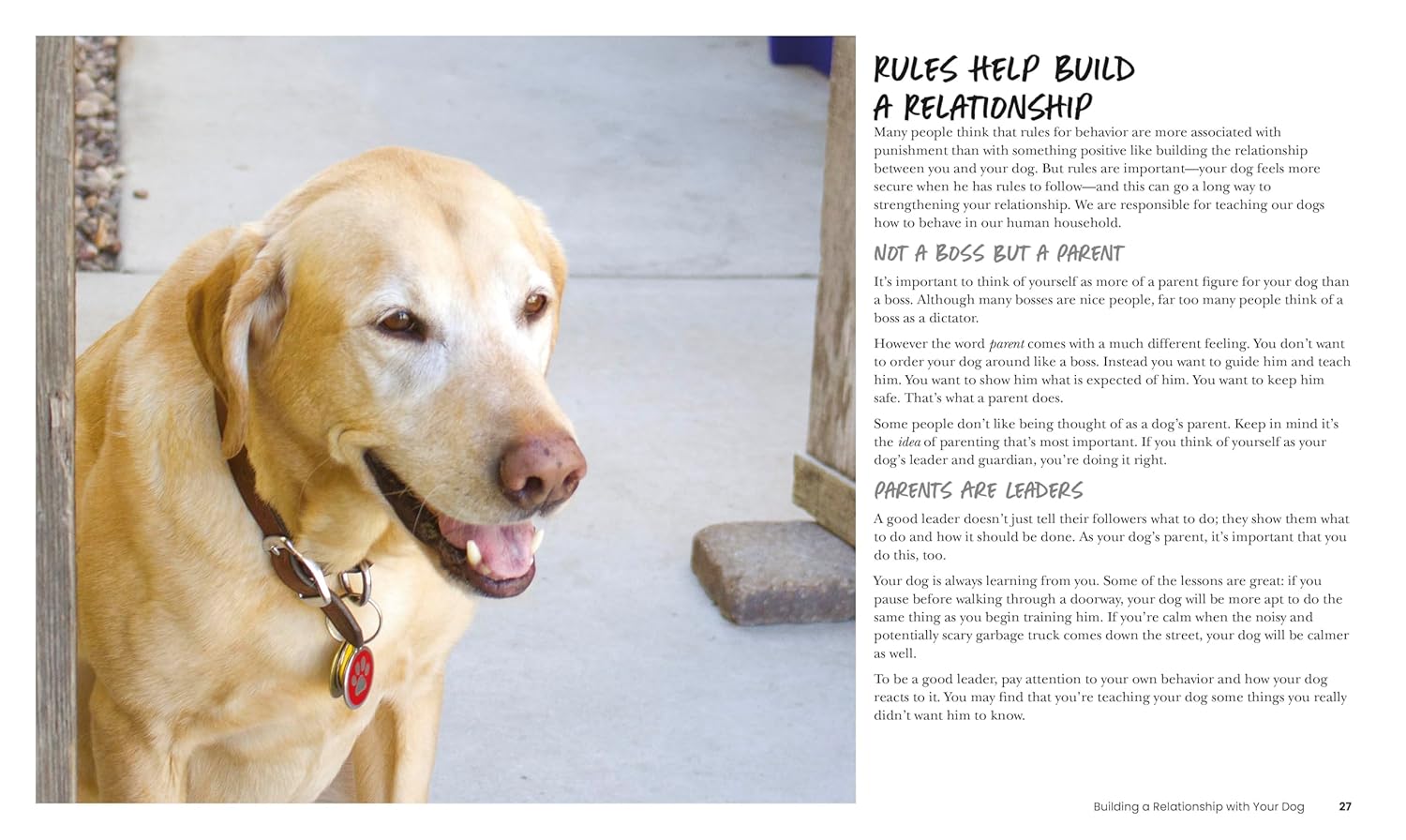 How to Train Your Dog by DK Publishing