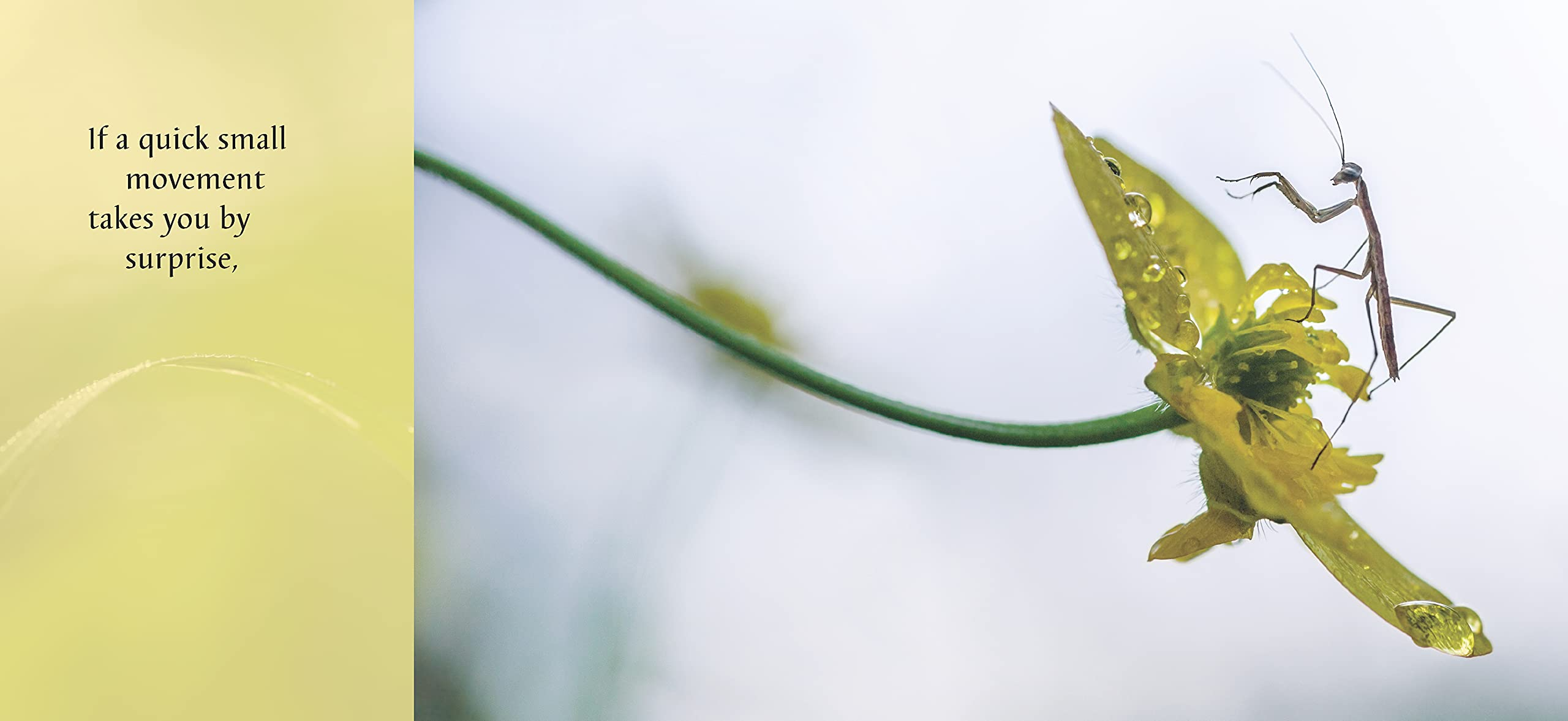 Wait and See by Random House 1