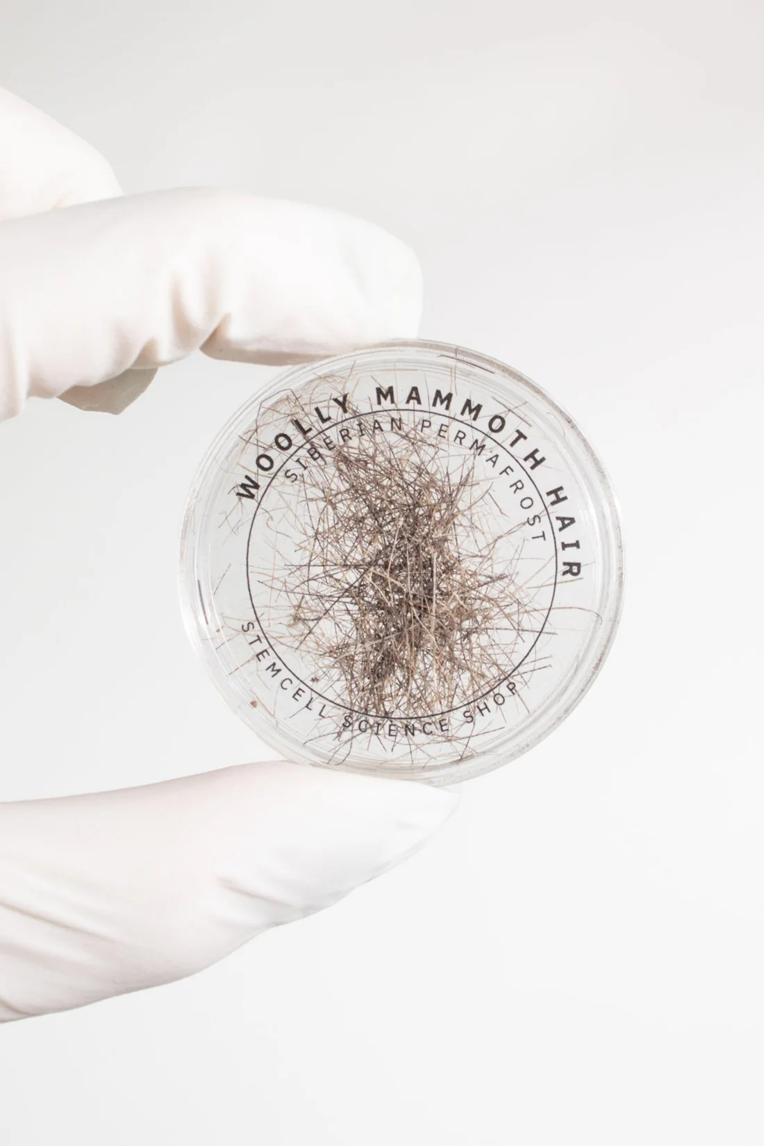 Wooly Mammoth Hair Fossil-by-Stemcell Science