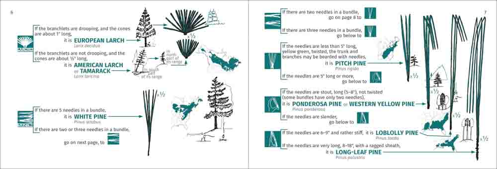Tree Finder: A Manual for Identification of Trees by their Leaves (Eastern US) by Adventure Publications