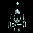 12 Glowing Human Skeleton by Copernicus 1